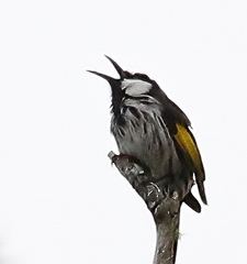 Phylidonyris niger