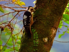 Yungipicus canicapillus