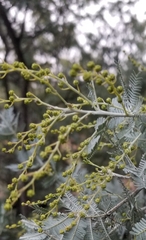 Acacia baileyana