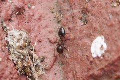Crematogaster cerasi