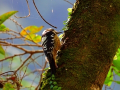 Yungipicus canicapillus