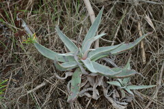 Dudleya lanceolata