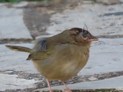 Arremonops rufivirgatus