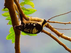 Yungipicus canicapillus