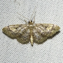 Idaea celtima