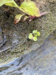 Mazus pumilus