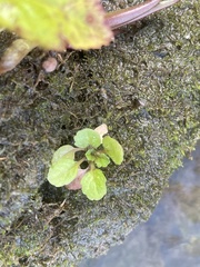 Mazus pumilus