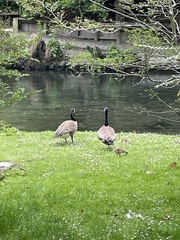 Branta canadensis maxima