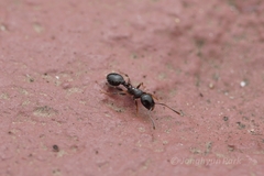 Temnothorax longispinosus