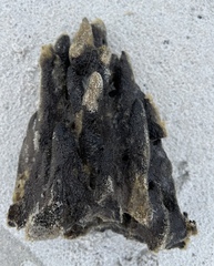 Haliclona oculata