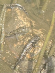 Periophthalmus argentilineatus