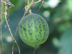 Polyclathra cucumerina