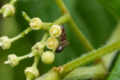 Camponotus subbarbatus