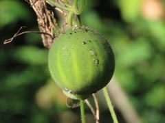 Polyclathra cucumerina