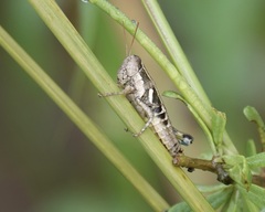 Paraidemona