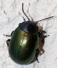 Chrysolina auripennis
