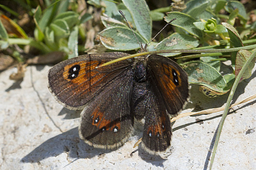 Erebia iranica