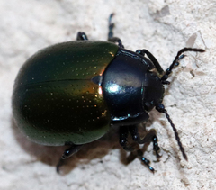 Chrysolina auripennis