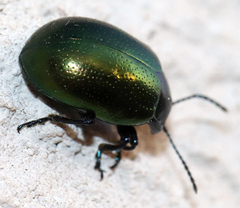 Chrysolina auripennis