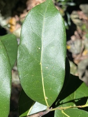 Cryptocarya foetida