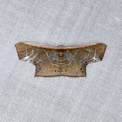 Tessarotis rubrata