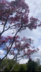 Chionanthus pubescens