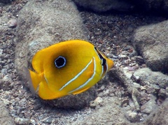 Chaetodon bennetti