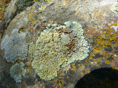 Lecanora sierrae image