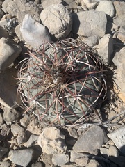 Echinocactus horizonthalonius
