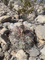 Echinocactus horizonthalonius