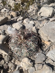 Echinocactus horizonthalonius