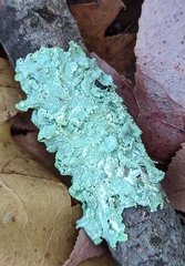 Punctelia caseana
