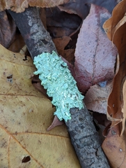 Punctelia caseana