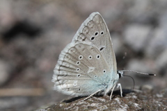 Polyommatus daphnis