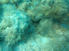 Dendrochirus barberi