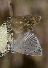 Polyommatus daphnis