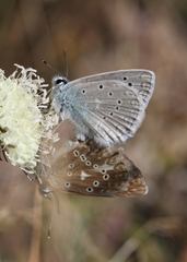 Polyommatus daphnis