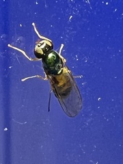 Microchrysa