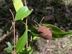 Stilida indecora
