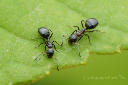 Bog Odorous Ant photo 5