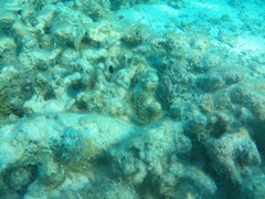 Acanthuridae
