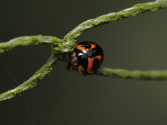 Cheilomenes sexmaculata
