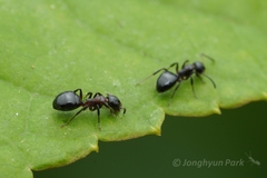 Dolichoderus pustulatus