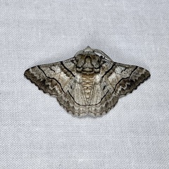 Hypobapta diffundens