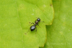 Dolichoderus pustulatus