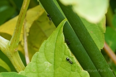 Dolichoderus pustulatus