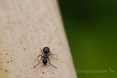 Dolichoderus pustulatus