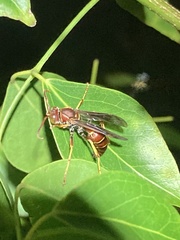 Polistes dorsalis dorsalis
