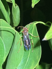 Polistes dorsalis dorsalis