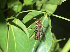 Polistes dorsalis dorsalis